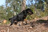 JAGDTERRIER ALLEMAND 049
